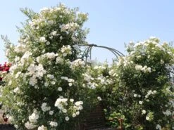 Kletterrose 'Hella' -Günstiges Garten Zart Geschäft kletterrose hella m046236 w 2