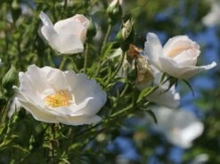 Kletterrose 'Hella' -Günstiges Garten Zart Geschäft kletterrose hella m046236 w 3