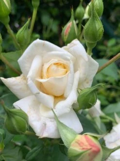 Kletterrose 'Ilse Krohn' ® Superior 22 Kletterrose 'Ilse Krohn' ® Superior -Günstiges Garten Zart Geschäft kletterrose ilse krohn superior m003018 1338879 0