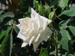 Kletterrose 'Ilse Krohn' ® Superior