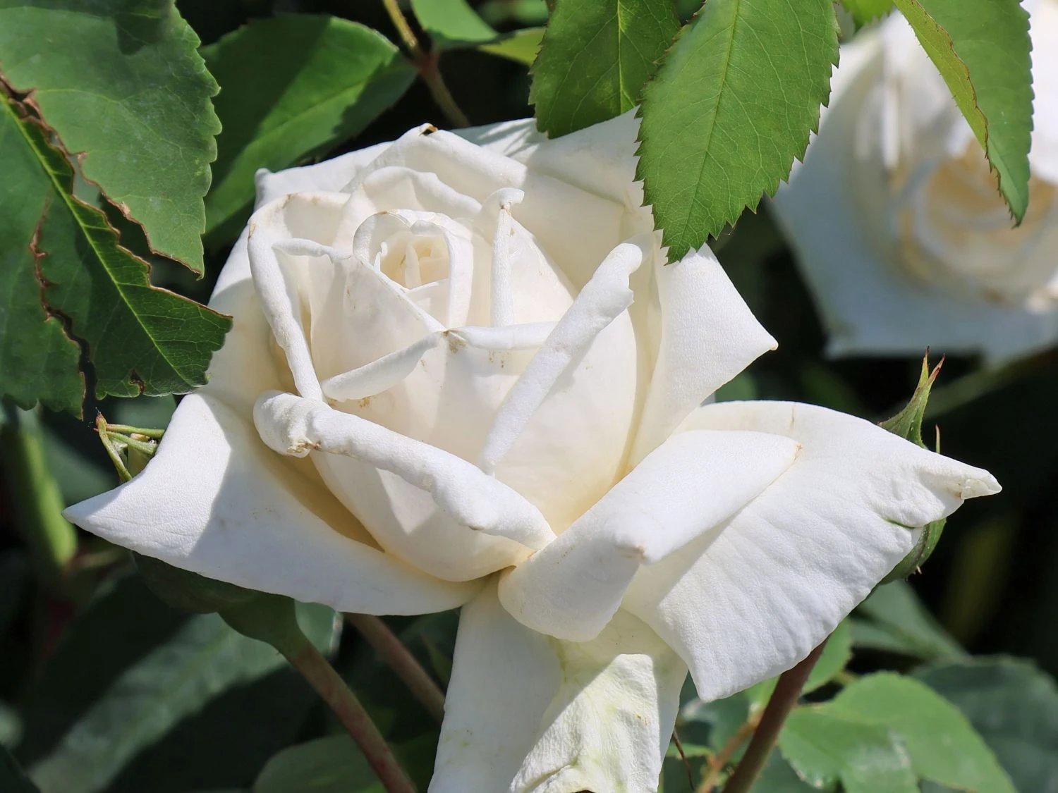 Kletterrose 'Ilse Krohn' ® Superior 8 Kletterrose 'Ilse Krohn' ® Superior – Bild 6