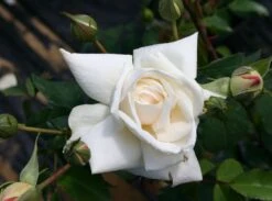 Kletterrose 'Ilse Krohn' ® Superior 18 Kletterrose 'Ilse Krohn' ® Superior -Günstiges Garten Zart Geschäft kletterrose ilse krohn superior m003018 w 1 1