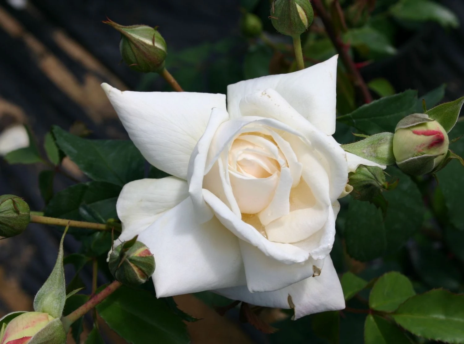 Kletterrose 'Ilse Krohn' ® Superior 7 Kletterrose 'Ilse Krohn' ® Superior – Bild 5