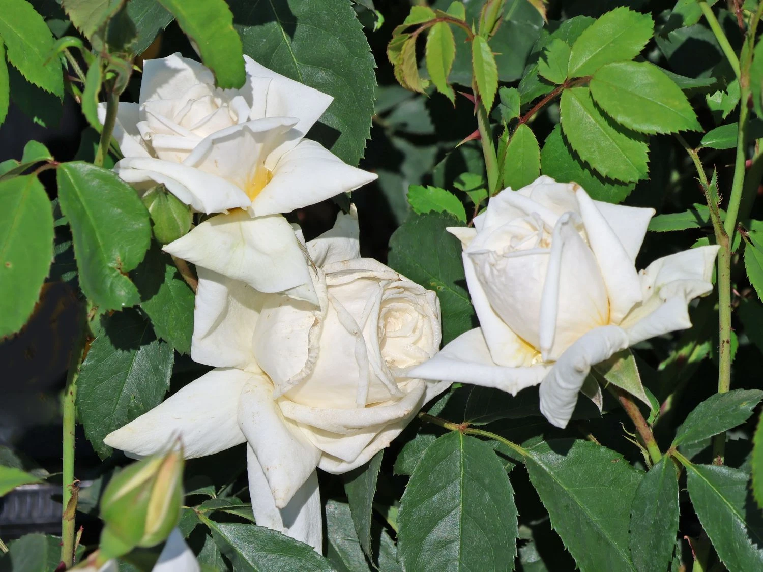 Kletterrose 'Ilse Krohn' ® Superior 4 Kletterrose 'Ilse Krohn' ® Superior – Bild 2