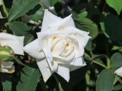 Kletterrose 'Ilse Krohn' ® Superior 16 Kletterrose 'Ilse Krohn' ® Superior -Günstiges Garten Zart Geschäft kletterrose ilse krohn superior m003018 w 2