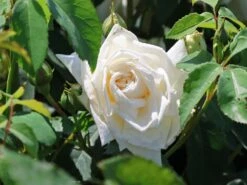 Kletterrose 'Ilse Krohn' ® Superior 17 Kletterrose 'Ilse Krohn' ® Superior -Günstiges Garten Zart Geschäft kletterrose ilse krohn superior m003018 w 3