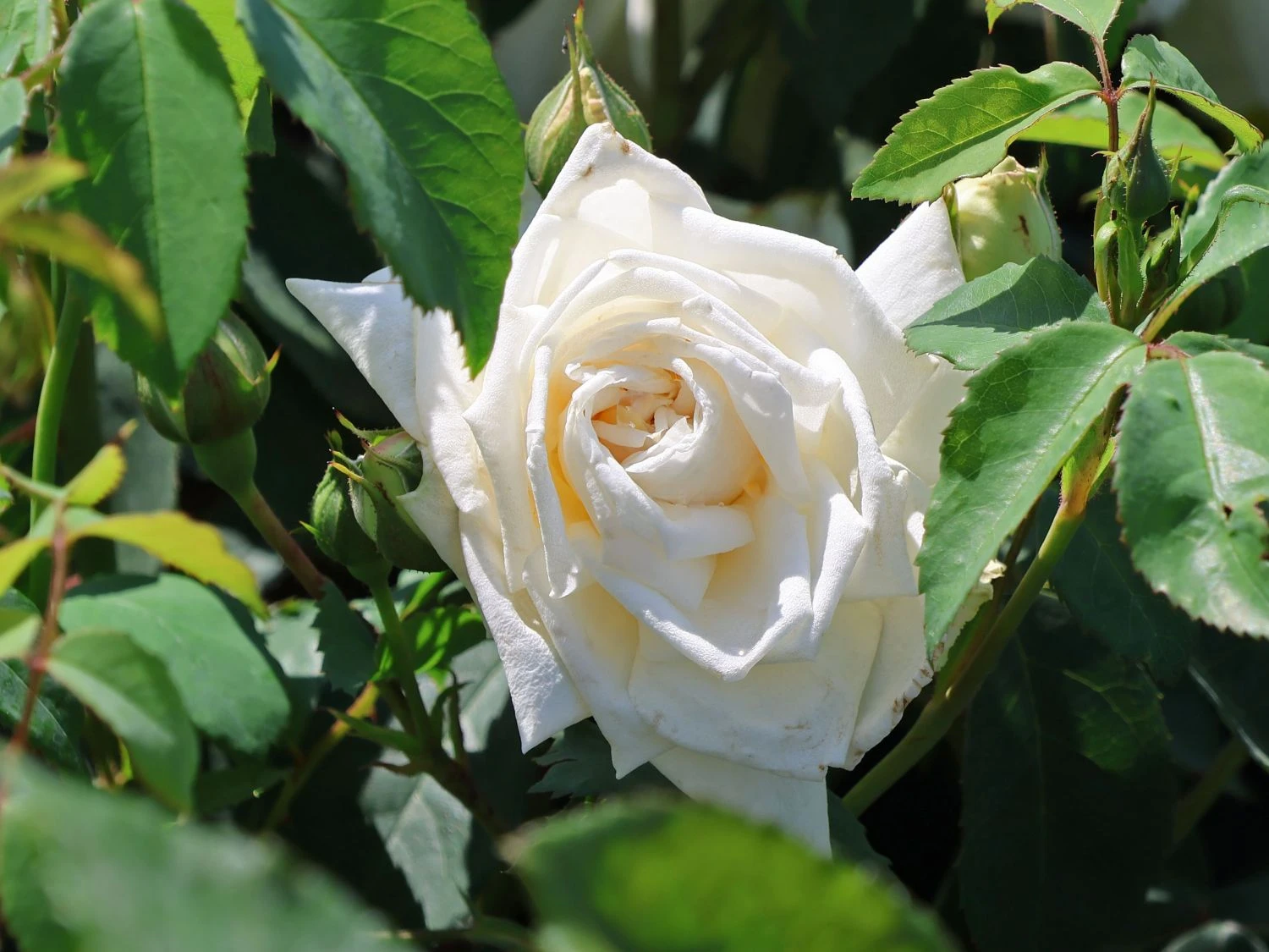 Kletterrose 'Ilse Krohn' ® Superior 6 Kletterrose 'Ilse Krohn' ® Superior – Bild 4