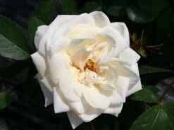 Kletterrose 'Ilse Krohn' ® Superior 21 Kletterrose 'Ilse Krohn' ® Superior -Günstiges Garten Zart Geschäft kletterrose ilse krohn superior m003018 w 4