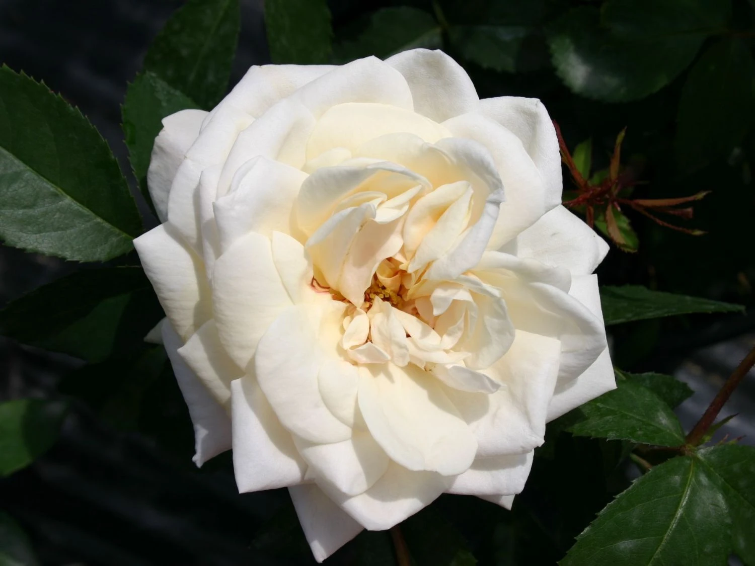 Kletterrose 'Ilse Krohn' ® Superior 10 Kletterrose 'Ilse Krohn' ® Superior – Bild 8