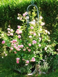 Kletterrose 'Jasmina' ® 38 Kletterrose 'Jasmina' ® -Günstiges Garten Zart Geschäft kletterrose jasmina adr rose m009332 574296 0