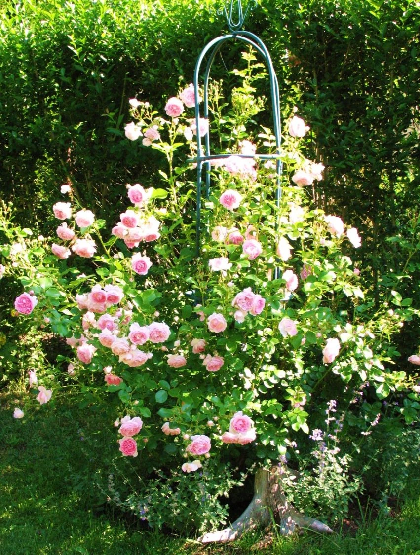 Kletterrose 'Jasmina' ® 19 Kletterrose 'Jasmina' ® – Bild 17