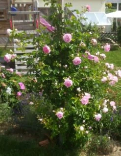 Kletterrose 'Jasmina' ® 40 Kletterrose 'Jasmina' ® -Günstiges Garten Zart Geschäft kletterrose jasmina adr rose m009332 672480 0