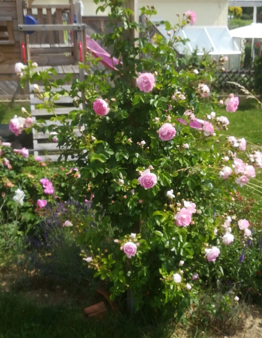 Kletterrose 'Jasmina' ® 21 Kletterrose 'Jasmina' ® – Bild 19