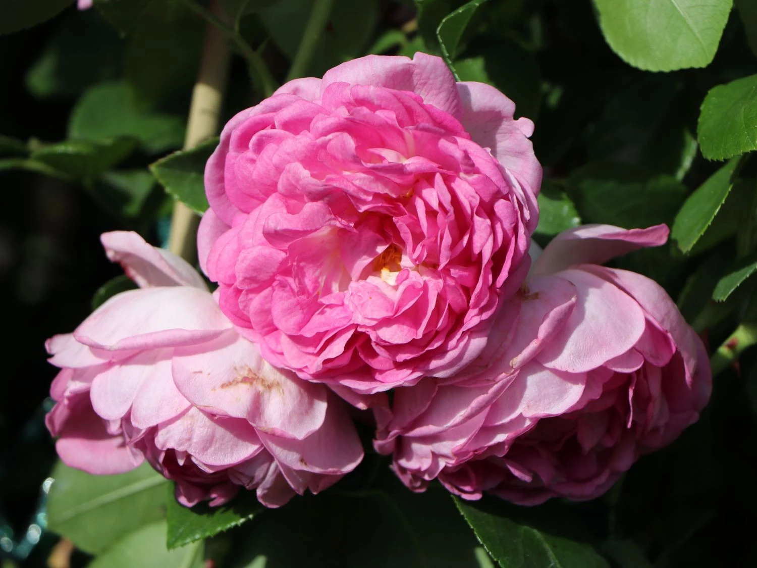 Kletterrose 'Jasmina' ® 10 Kletterrose 'Jasmina' ® – Bild 8