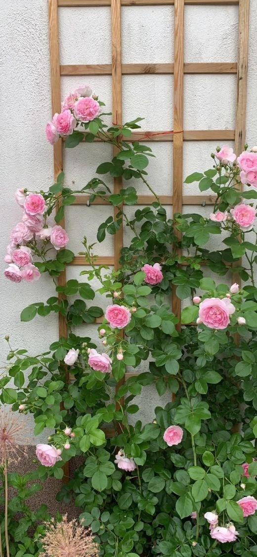 Kletterrose 'Jasmina' ® 16 Kletterrose 'Jasmina' ® – Bild 14