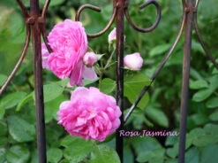 Kletterrose 'Jasmina' ® 34 Kletterrose 'Jasmina' ® -Günstiges Garten Zart Geschäft kletterrose jasmina m009332 1341765 0