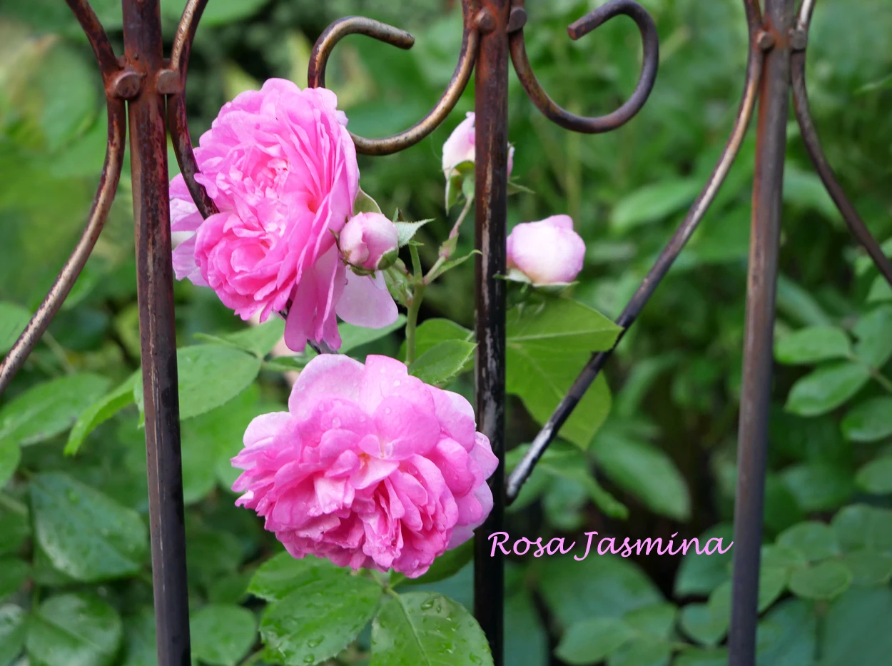 Kletterrose 'Jasmina' ® 15 Kletterrose 'Jasmina' ® – Bild 13