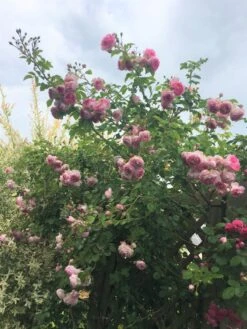 Kletterrose 'Jasmina' ® 37 Kletterrose 'Jasmina' ® -Günstiges Garten Zart Geschäft kletterrose jasmina m009332 193676 0