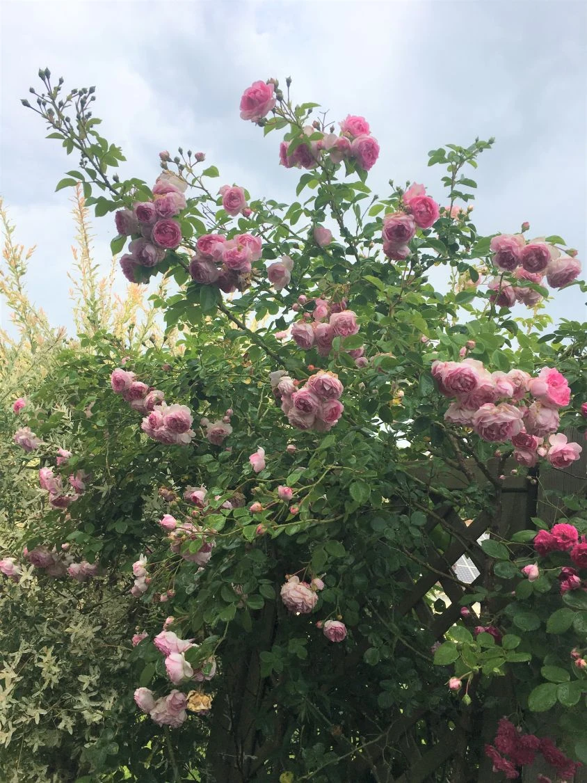 Kletterrose 'Jasmina' ® 18 Kletterrose 'Jasmina' ® – Bild 16