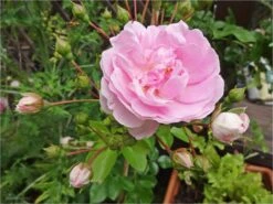 Kletterrose 'Jasmina' ® 36 Kletterrose 'Jasmina' ® -Günstiges Garten Zart Geschäft kletterrose jasmina m009332 858983 0