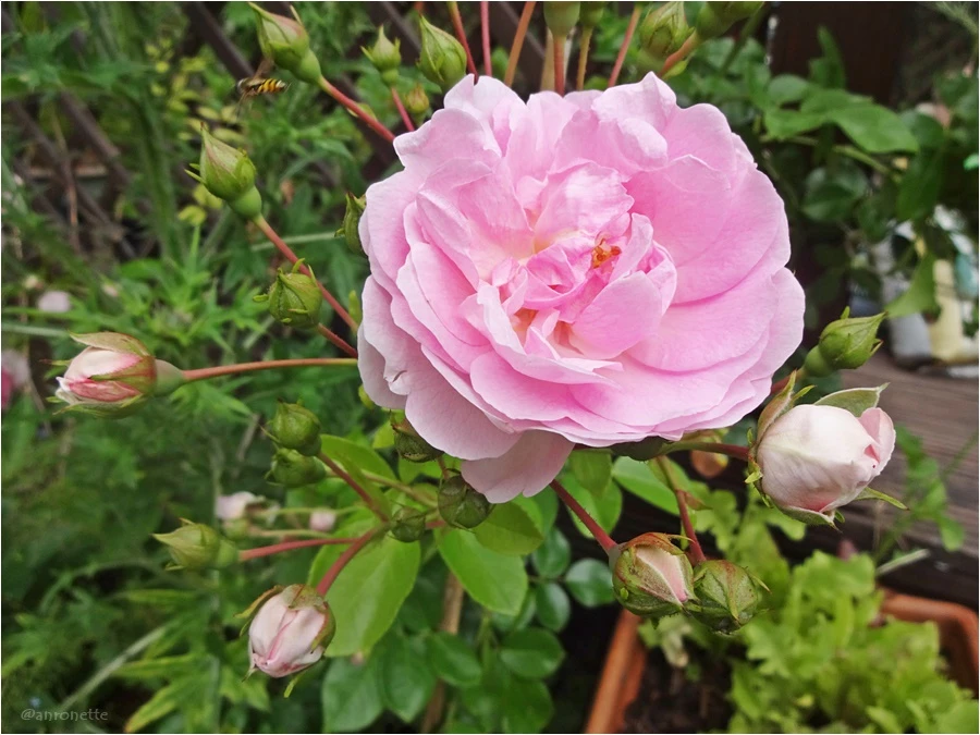 Kletterrose 'Jasmina' ® 17 Kletterrose 'Jasmina' ® – Bild 15