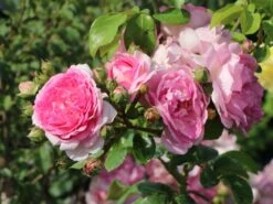 Kletterrose 'Jasmina' ® 26 Kletterrose 'Jasmina' ® -Günstiges Garten Zart Geschäft kletterrose jasmina m009332 w 0