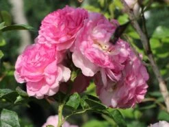 Kletterrose 'Jasmina' ® 28 Kletterrose 'Jasmina' ® -Günstiges Garten Zart Geschäft kletterrose jasmina m009332 w 2