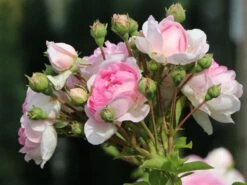 Kletterrose 'Jasmina' ® 27 Kletterrose 'Jasmina' ® -Günstiges Garten Zart Geschäft kletterrose jasmina m009332 w 3