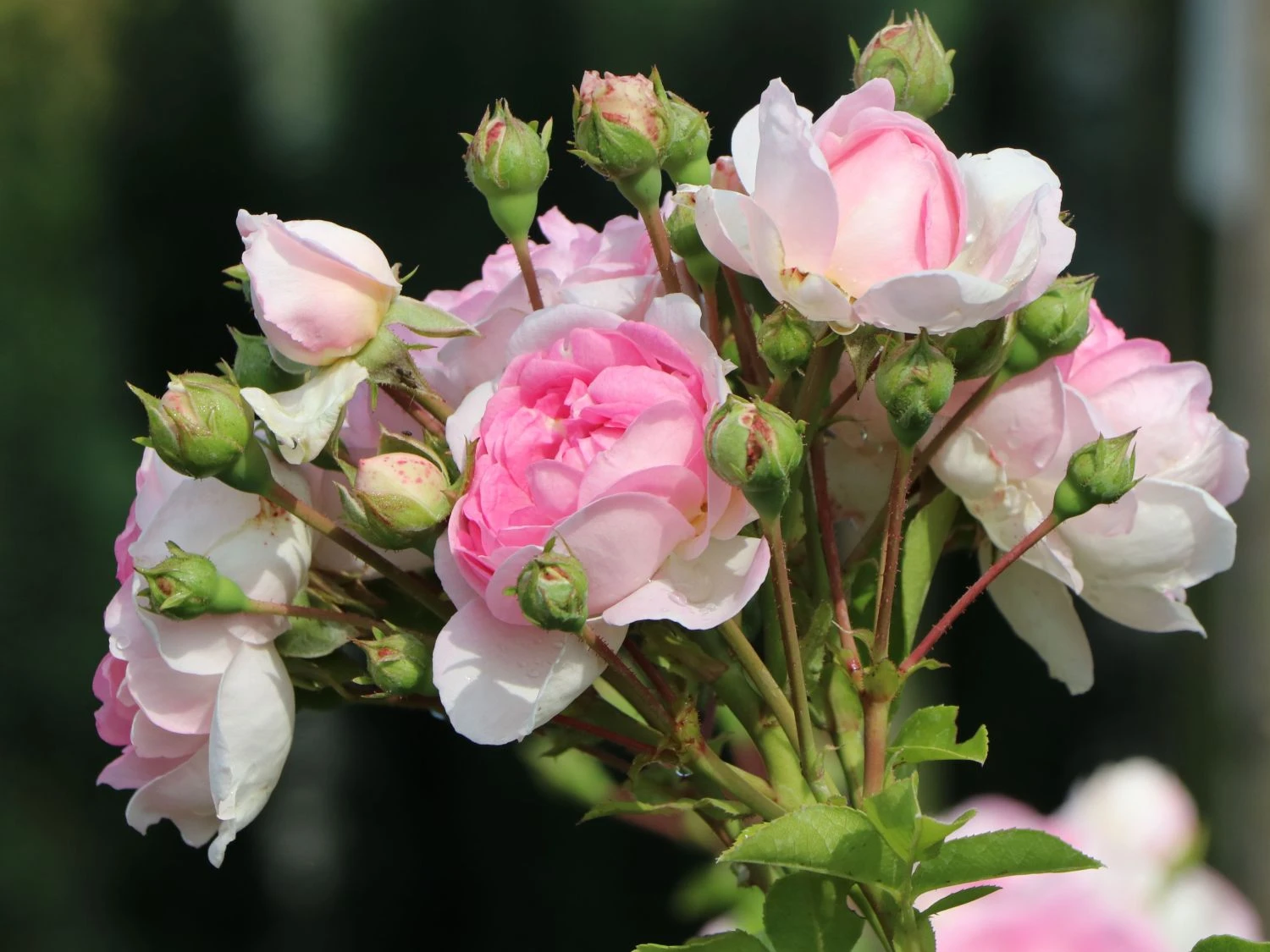 Kletterrose 'Jasmina' ® 8 Kletterrose 'Jasmina' ® – Bild 6