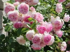 Kletterrose 'Jasmina' ® 32 Kletterrose 'Jasmina' ® -Günstiges Garten Zart Geschäft kletterrose jasmina m009332 w 5