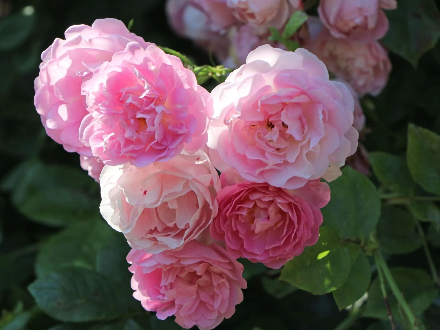 Kletterrose 'Jasmina' ® 4 Kletterrose 'Jasmina' ® – Bild 2