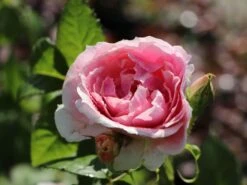 Kletterrose 'Kir Royal' ®