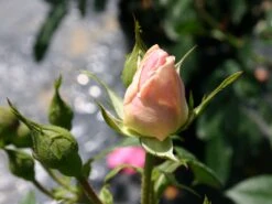 Kletterrose 'Kir Royal' ® -Günstiges Garten Zart Geschäft kletterrose kir royal m004588 w 0