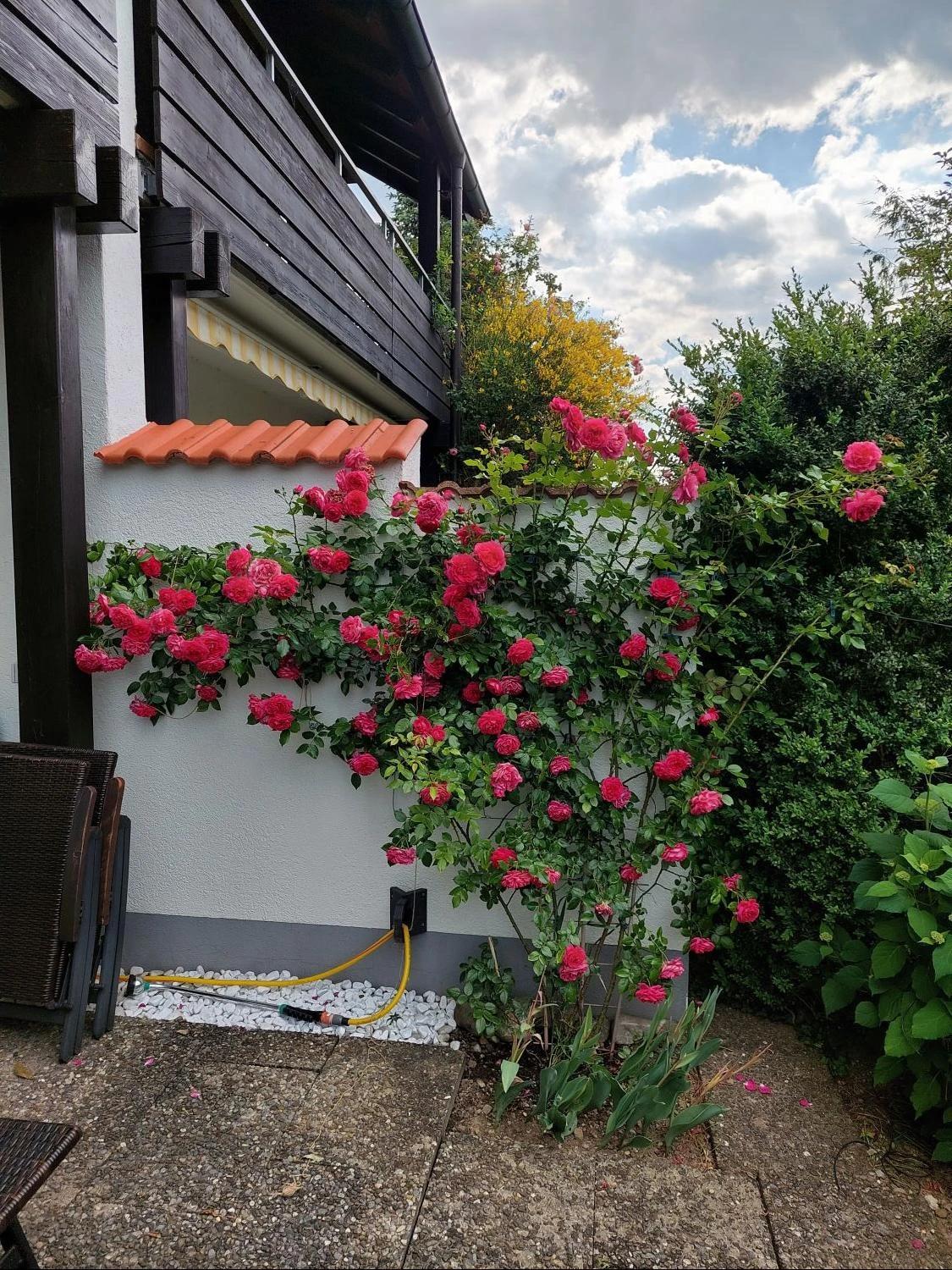 Kletterrose 'Laguna' ® 13 Kletterrose 'Laguna' ® – Bild 11