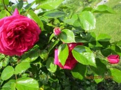 Kletterrose 'Laguna' ® 37 Kletterrose 'Laguna' ® -Günstiges Garten Zart Geschäft kletterrose laguna m003518 126843 0