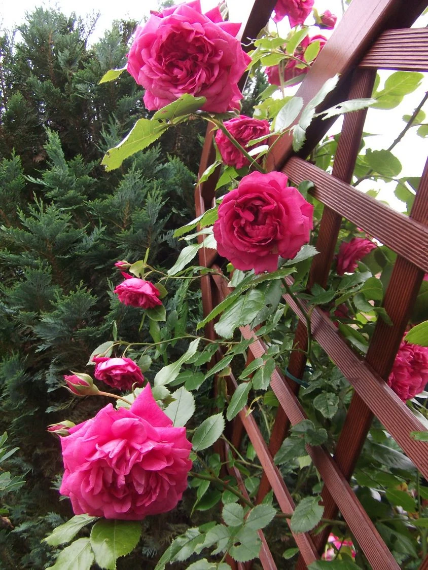 Kletterrose 'Laguna' ® 19 Kletterrose 'Laguna' ® – Bild 17