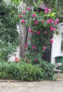 Kletterrose 'Laguna' ® 34 Kletterrose 'Laguna' ® -Günstiges Garten Zart Geschäft kletterrose laguna m003518 330408 0