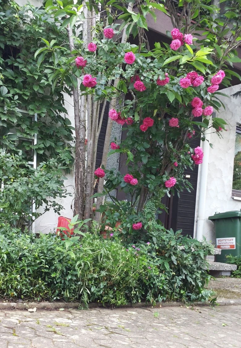 Kletterrose 'Laguna' ® 15 Kletterrose 'Laguna' ® – Bild 13