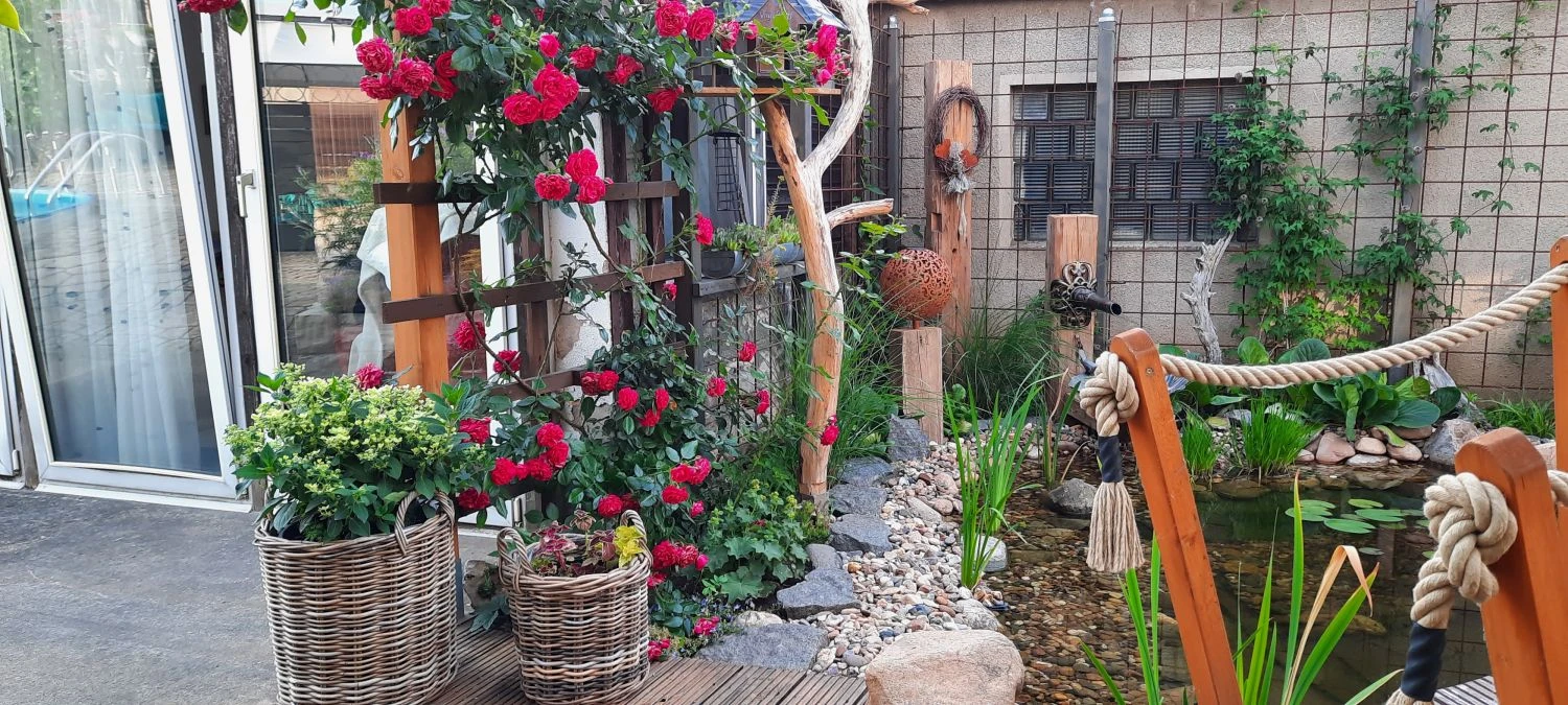 Kletterrose 'Laguna' ® 14 Kletterrose 'Laguna' ® – Bild 12