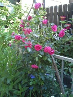 Kletterrose 'Laguna' ® 36 Kletterrose 'Laguna' ® -Günstiges Garten Zart Geschäft kletterrose laguna m003518 682854 0