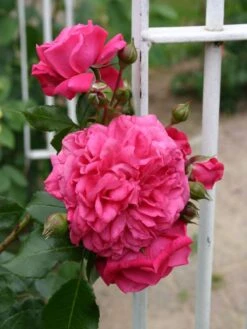 Kletterrose 'Laguna' ® 30 Kletterrose 'Laguna' ® -Günstiges Garten Zart Geschäft kletterrose laguna m003518 w 0