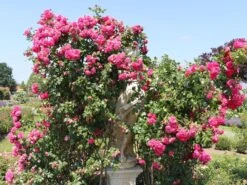 Kletterrose 'Laguna' ® 24 Kletterrose 'Laguna' ® -Günstiges Garten Zart Geschäft kletterrose laguna m003518 w 2