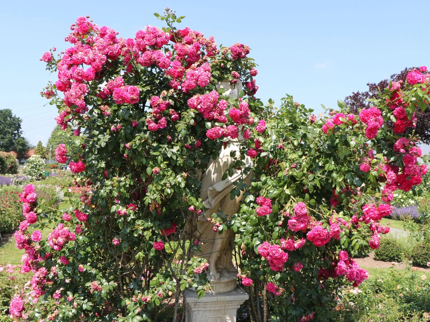 Kletterrose 'Laguna' ® 5 Kletterrose 'Laguna' ® – Bild 3