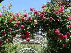 Kletterrose 'Laguna' ® 26 Kletterrose 'Laguna' ® -Günstiges Garten Zart Geschäft kletterrose laguna m003518 w 3