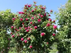 Kletterrose 'Laguna' ® 25 Kletterrose 'Laguna' ® -Günstiges Garten Zart Geschäft kletterrose laguna m003518 w 4