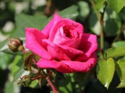 Kletterrose 'Laguna' ® 28 Kletterrose 'Laguna' ® -Günstiges Garten Zart Geschäft kletterrose laguna m003518 w 6