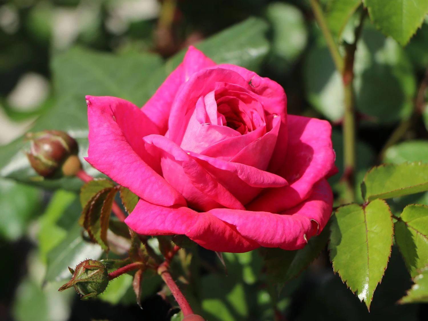 Kletterrose 'Laguna' ® 9 Kletterrose 'Laguna' ® – Bild 7