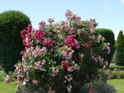 Kletterrose 'Laguna' ® 29 Kletterrose 'Laguna' ® -Günstiges Garten Zart Geschäft kletterrose laguna m003518 w 7