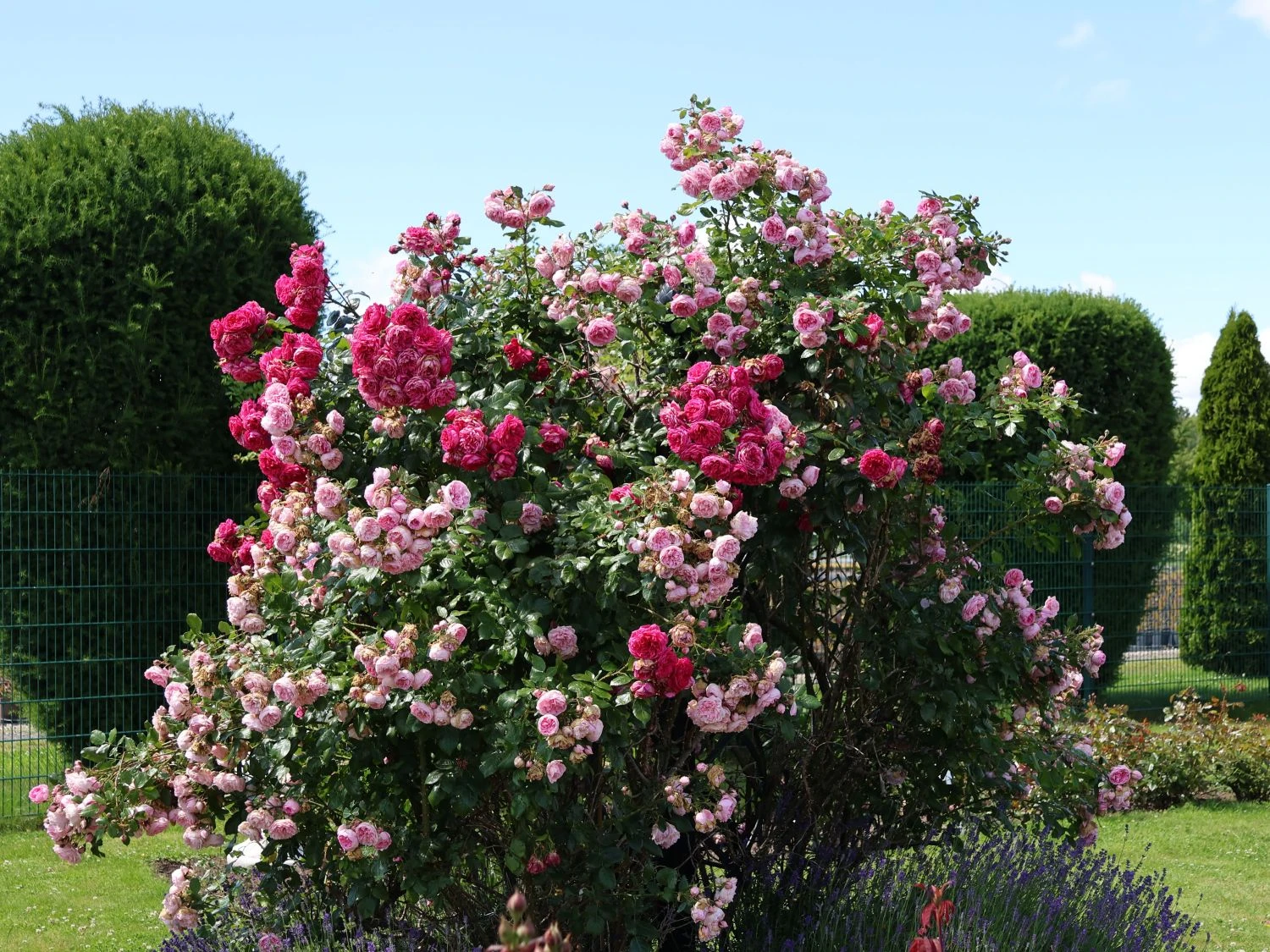 Kletterrose 'Laguna' ® 10 Kletterrose 'Laguna' ® – Bild 8