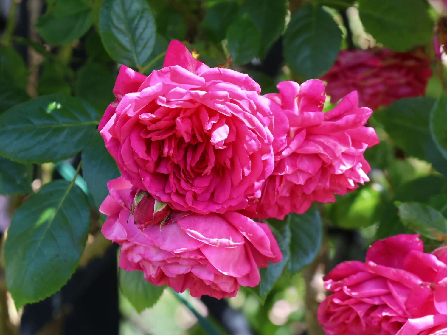 Kletterrose 'Laguna' ® 4 Kletterrose 'Laguna' ® – Bild 2